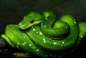 Подробнее о статье Основы языка Python – “Hello, World!”