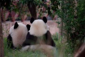 Подробнее о статье Дублирование строк Pandas в зависимости от значений в столбце датафрейма