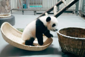 Подробнее о статье Функции в Pandas при работе с DataFrame. Часть 1